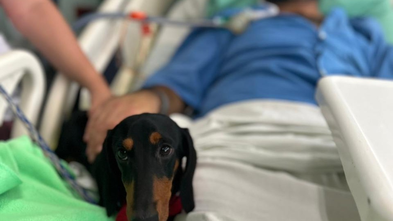 Dachshund sobre cama de paciente hospitalizado